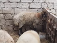 Carnero, Blackheaded Persian sheep — foto 5