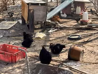 Кохинхин карликовый — фото 3