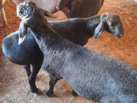 Ram, Sheep — photo 2