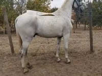 At, Lipizzaner — foto 1
