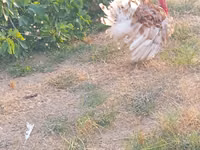 Turkeys — Foto 3