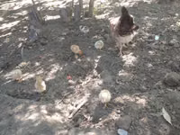 Chickens — zdjęcie 1