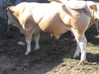 Бұқа, Blonde d’Aquitane cattle — 2-сурет