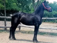 Toychoq, Friesian — 5-rasm