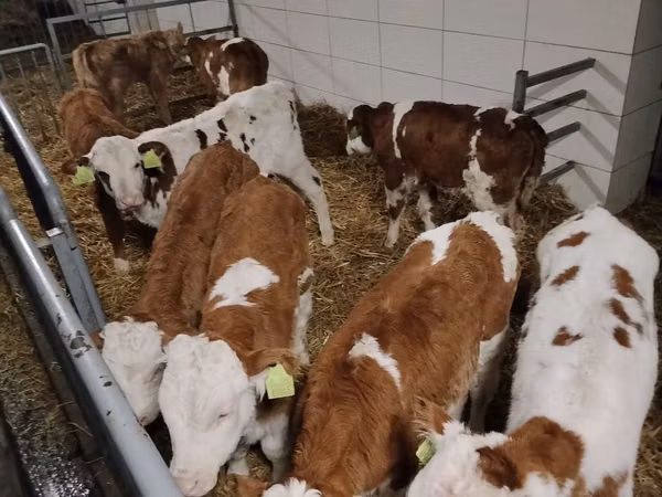 Bovins (lot, sexe non indiqué), Simmental cattle