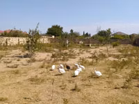 Geese — 1-rasm