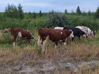 Bydło (partia, płeć nieokreślona), Bydło — zdjęcie 1