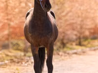 Aygʻir, Thoroughbred horse — 2-rasm