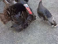 Turkeys — zdjęcie 1