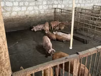 خنزيرة — الصورة 2