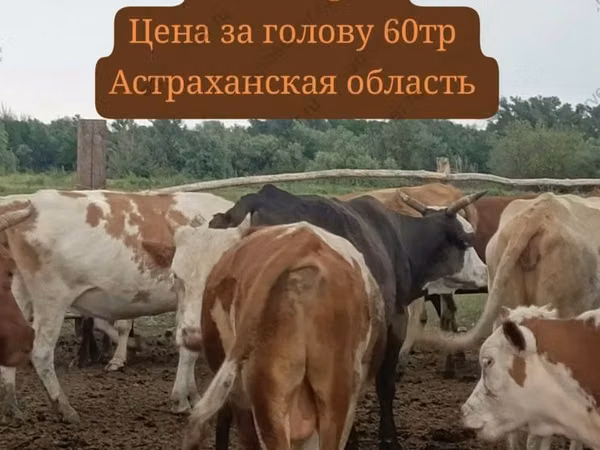 Býk, Holštýnské plemeno