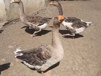 Geese — foto 1