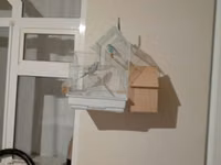 Cüt erkəy tişi papuqay ünvan Şəmkir rayon Zəyəm cırdaxan kəndi — foto 1