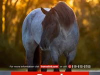 Айғыр, Percheron — 1-сурет