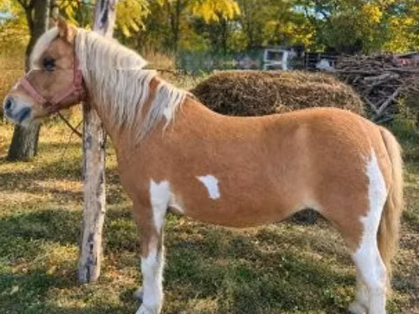 فرس, Shetland Pony