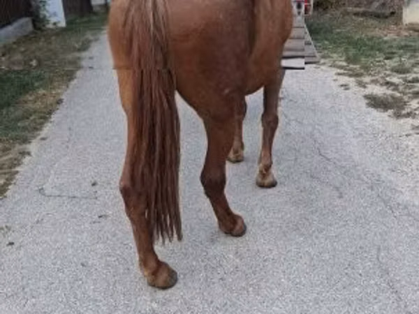 母马, Horses