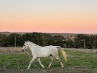 公马, Horses — 照片 1