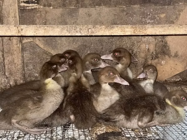 Canard musqué domestique — Azerbaïdjan