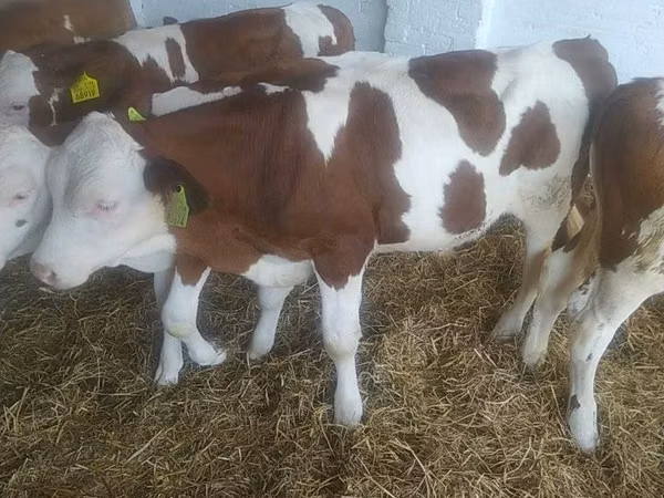 Bovins (lot, sexe non indiqué), Vache limousine