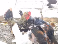 Bantam japonesa — foto 3