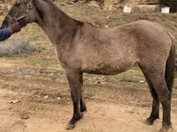 Jument, Rocky Mountain Horse — photo 6