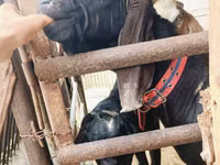 பெண் வெள்ளாடு, Nubian Goat — புகைப்படம் 3