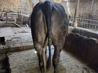 பசு, பிராக்மன் — புகைப்படம் 1