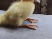 Ducks — zdjęcie 2