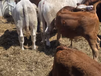 सांड, लिमोज़िन गाय — फ़ोटो 3