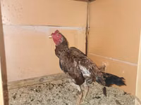Chickens — 2-сурет