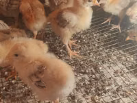 Australorp — foto 4