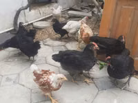 Chickens — foto 1