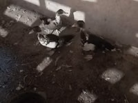 Hausente — Foto 2