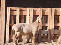 Ram, Rhon sheep — photo 4