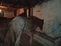 ცხენები (პარტია, სქესი არ არის მითითებული), Kazakh horse — ფოტო 2