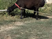 Ovce (šarže, pohlaví neuvedeno), Ovce — foto 6