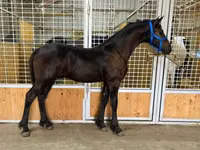 Hengst, Dutch warmblood horse — Foto 3