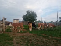 İribuynuzlu mal-qara (partiya, cinsi göstərilməyib), Mal-qara — foto 2