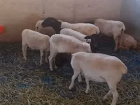 ஆண் ஆடு, Dorper sheep — புகைப்படம் 1