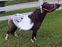 雌馬, Miniature horse — 写真 2