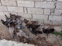 Ducks — Foto 4