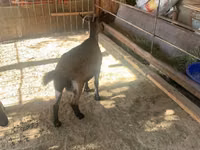 Chèvre, Czech Brown Shorthaired goats — photo 4