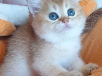 Britaniya Şinşilla (Golden/Blue eyes) balası - Cins: Britaniya — ფოტო 2