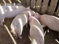 Porcs (lot, sexe non indiqué), Porcs — photo 6