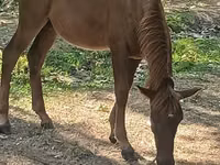 حصان, الخيول — الصورة 1