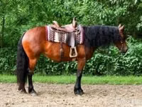 Égua, Friesian — foto 1