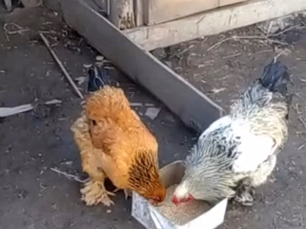 Brahma