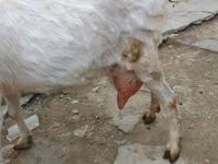 عنزة, الماعز — الصورة 3