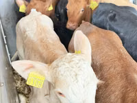 Rinder (Partie, Geschlecht nicht angegeben), Simmental cattle — Foto 6