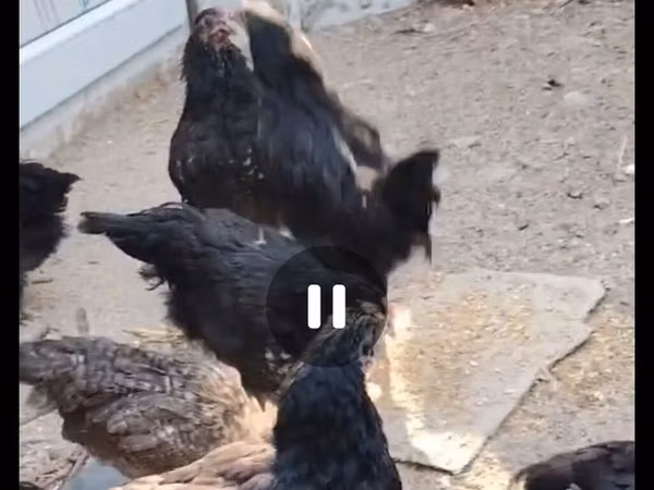 Australorp